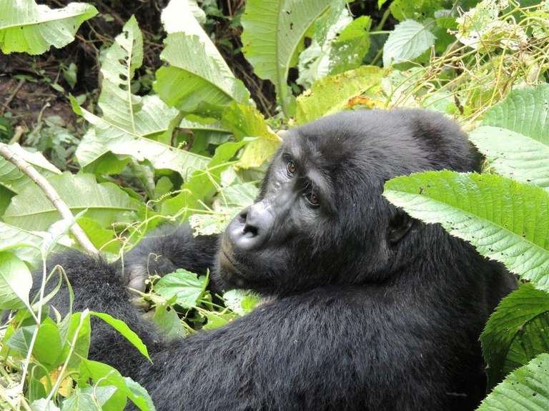 Gorillas Through The Mist - Amakoro Songa Lodge (on Request) - November 2025