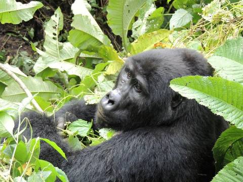 Gorillas Through The Mist - Amakoro Songa Lodge (on Request) - December 2025