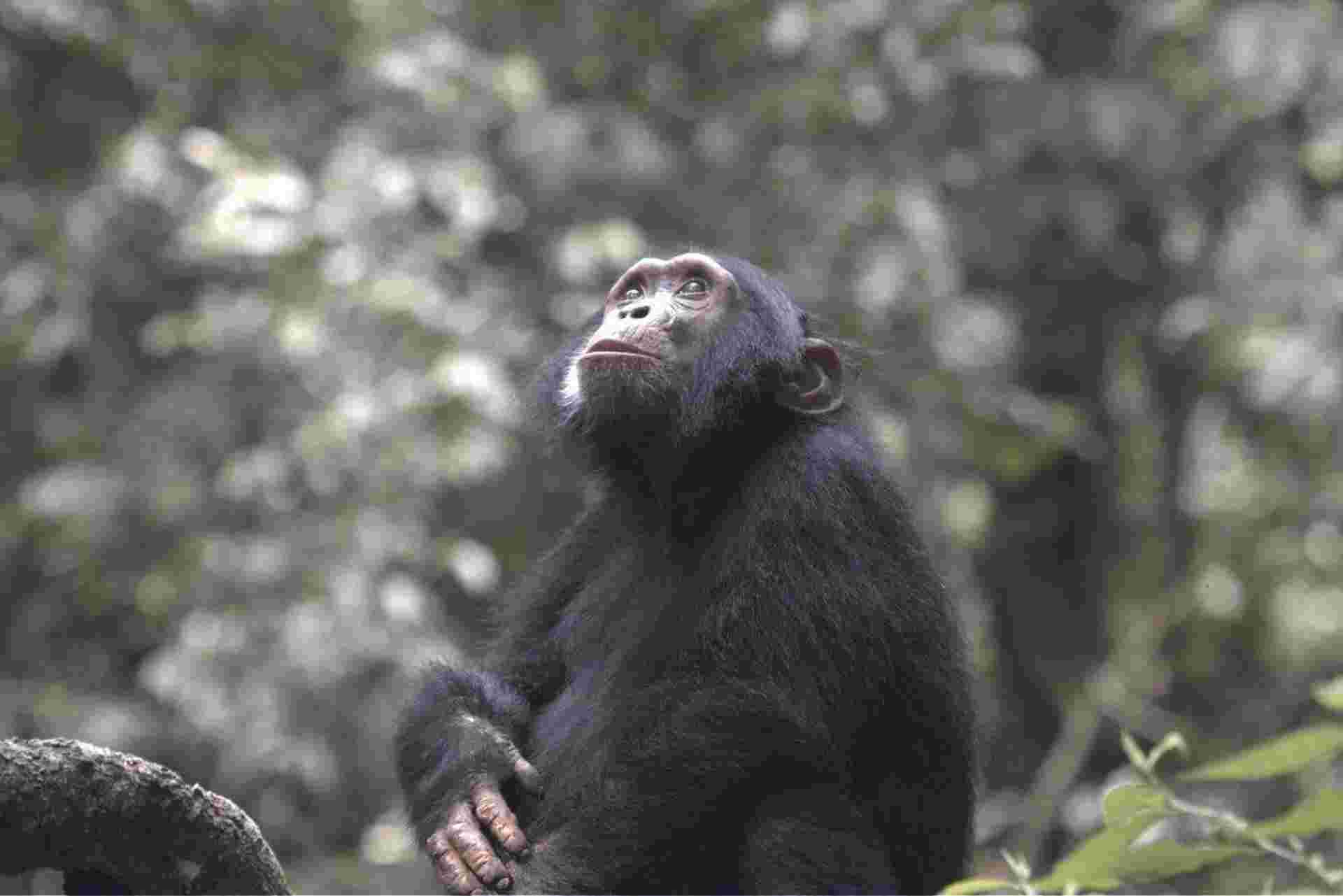 Gorillas Through The Mist - Gorilla Mountain View Lodge (on Request)