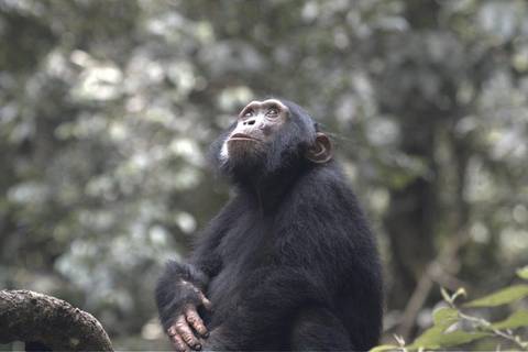 Gorillas Through The Mist - Gorilla Mountain View Lodge (on Request) - December 2025