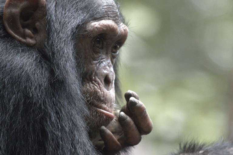 Gorillas Through The Mist - Tiloreza Volcanoes Eco-lodge (on Request) - November 2025