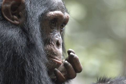Gorillas Through The Mist - Tiloreza Volcanoes Eco-lodge (on Request) - December 2025