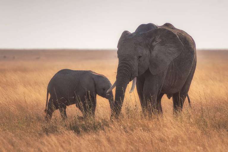 Nairobi Gorilla and chimpanzee tracking Tour: Gorillas to Vic Falls