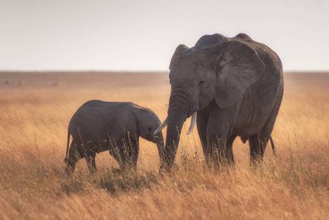 Waterfalls Tour: Gorillas To Vic Falls