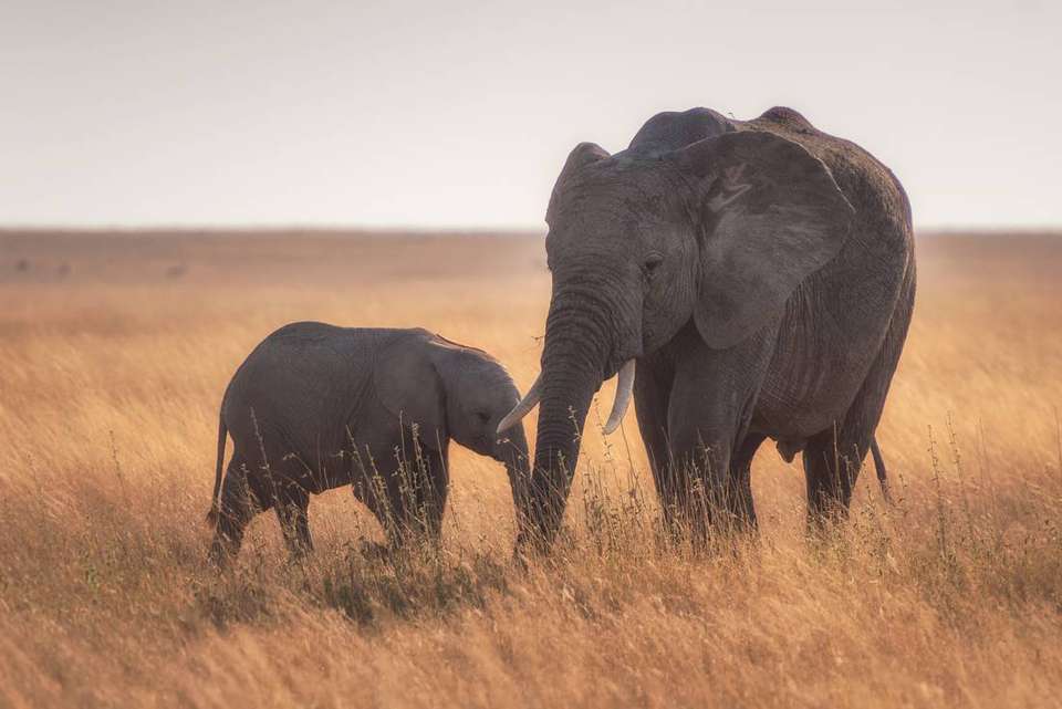 Gorillas to Vic Falls - Intrepid Travel - Kenya - Image 1