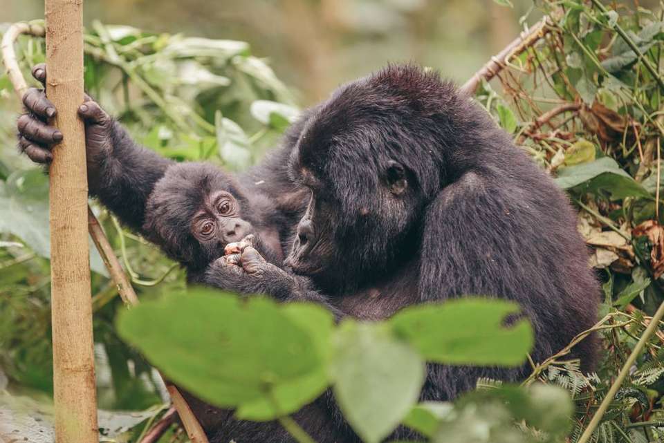 Gorillas to Vic Falls - Intrepid Travel - Kenya - Image 20