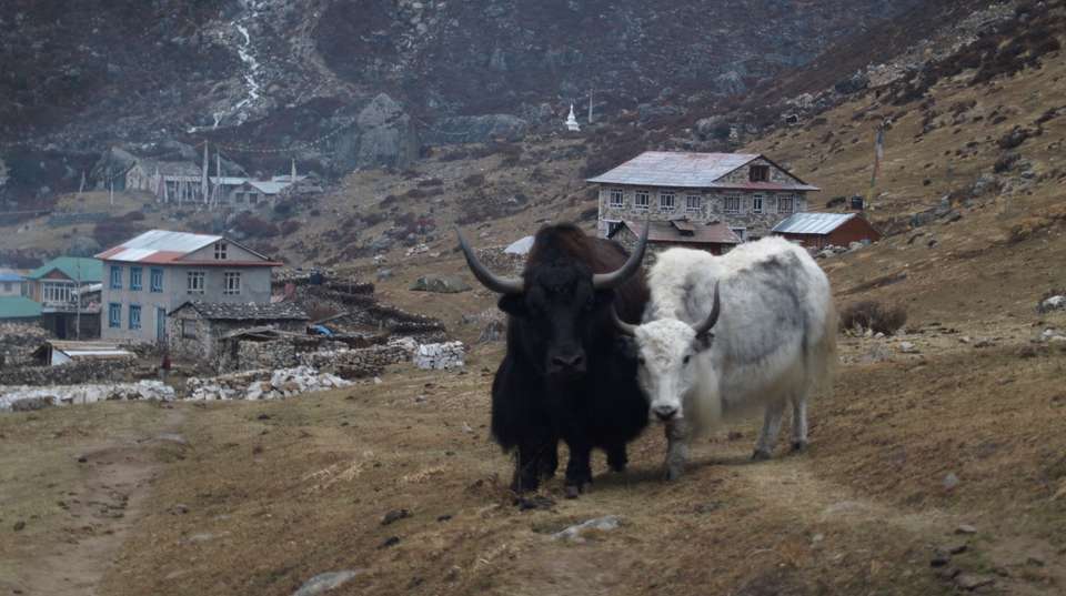 Gosaikunda  Trekking 7-Days - Nepal Lion Tours And Treks Pvt Ltd - Nepal - Image 4