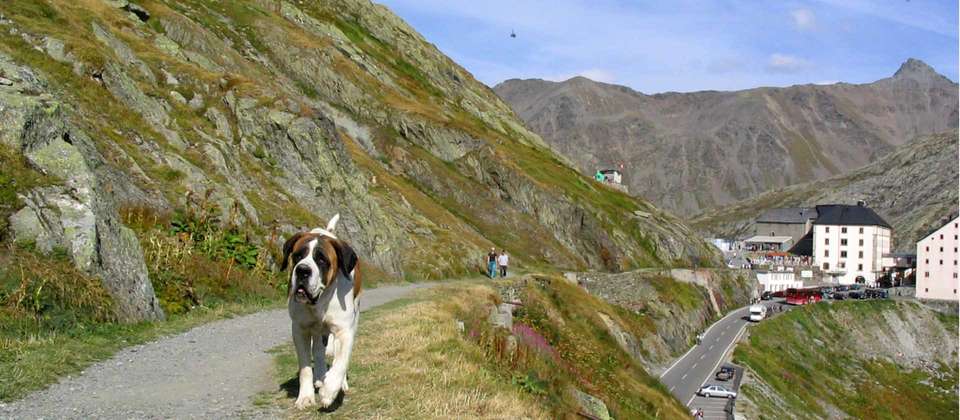 Grand Combin Guided Hike - Utracks - Switzerland - Image 7