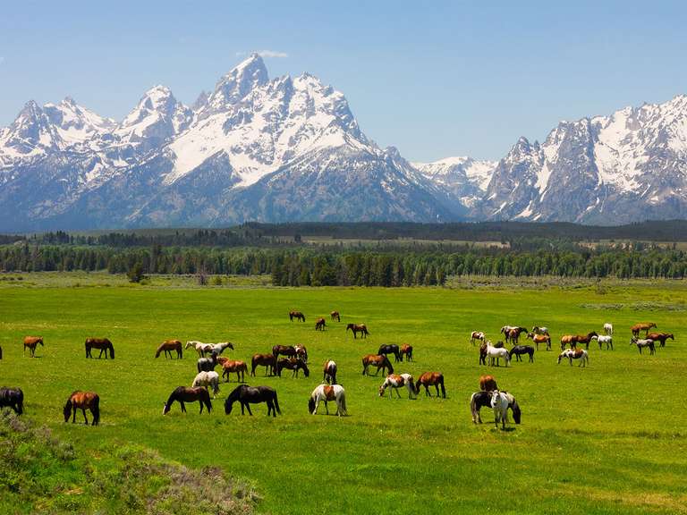 Grand Teton & Yellowstone Camping - 4 days trip - alternative tour available