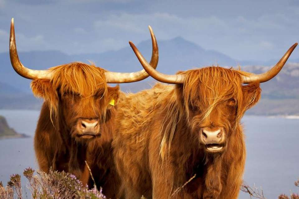 Grand Tour of Scotland – 14-Day Journey through Hi - Spirit Journey Worldwide - Scotland - Image 4