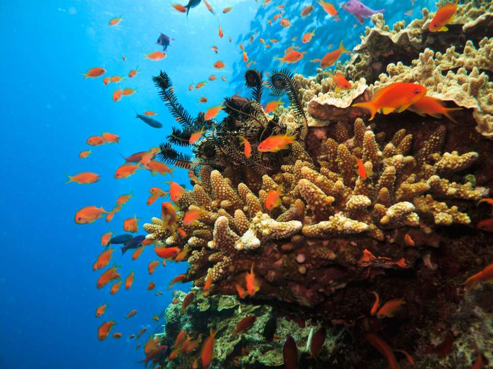 Great Barrier Reef Explorer - Contiki - Australia