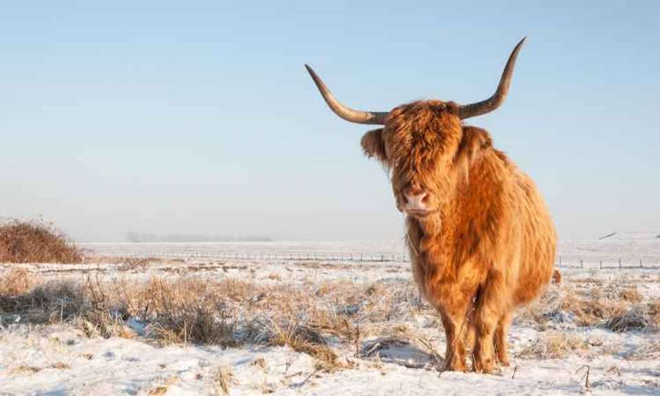 Great Britain Christmas - Expat Explore - England - Image 7