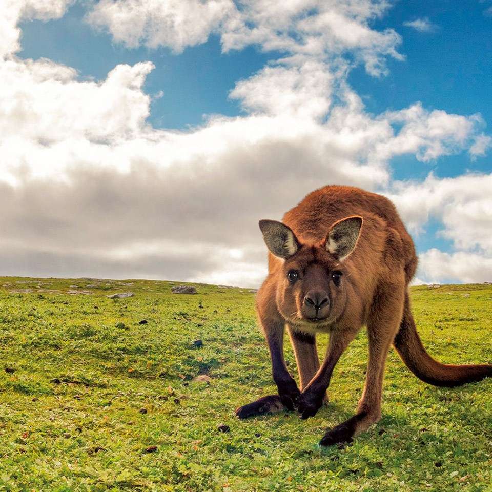 Great Ocean Road and Kangaroo Island Escape - Aat Kings - Australia - Image 3