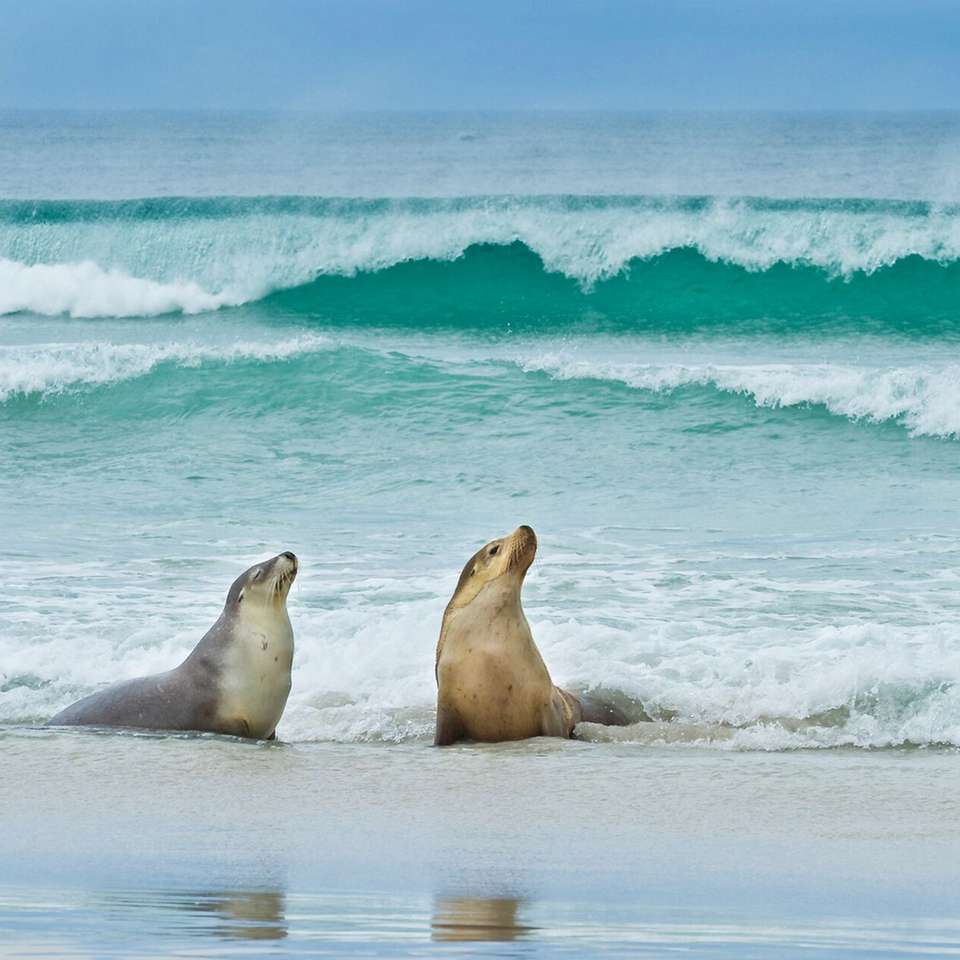 Great Ocean Road and Kangaroo Island Escape - Aat Kings - Australia - Image 5