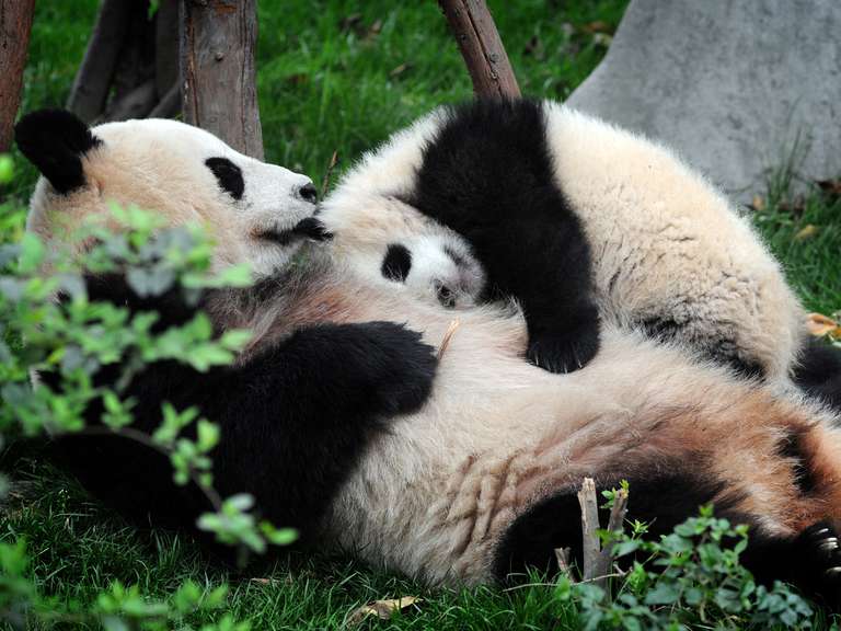 Great Wall & Giant Pandas - 10 days trip - alternative tour available