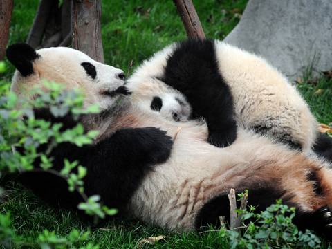 China Travel Deals: Great Wall & Giant Pandas - 10 Days