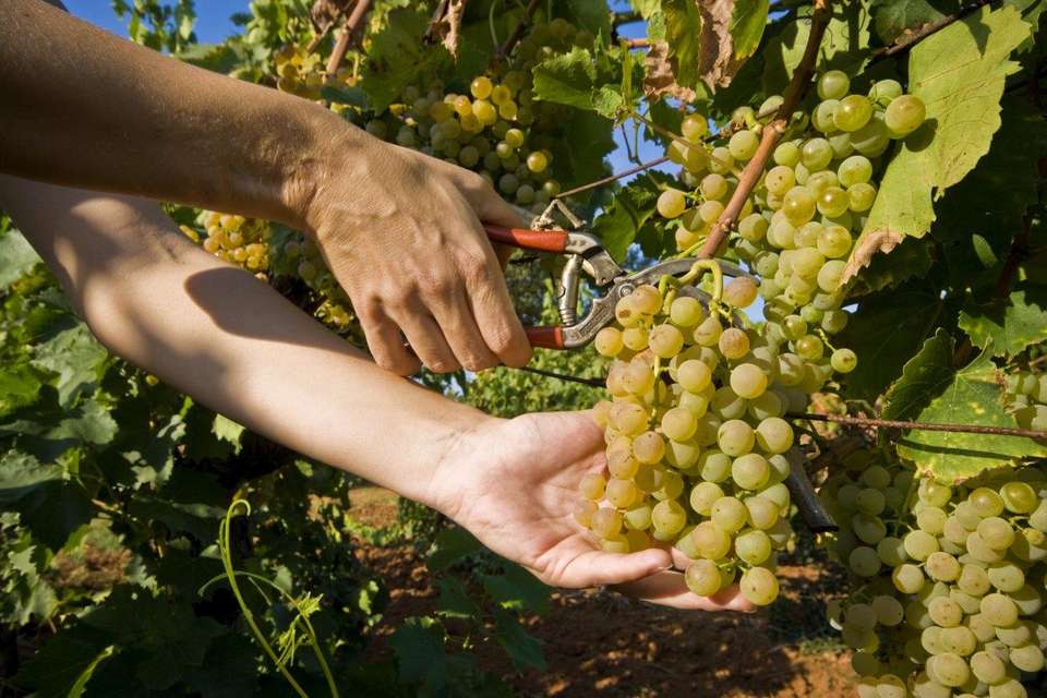 Green Escapes Of Istria And Slovenia 8 Days, Self-drive - Destination Services - Croatia - Image 21
