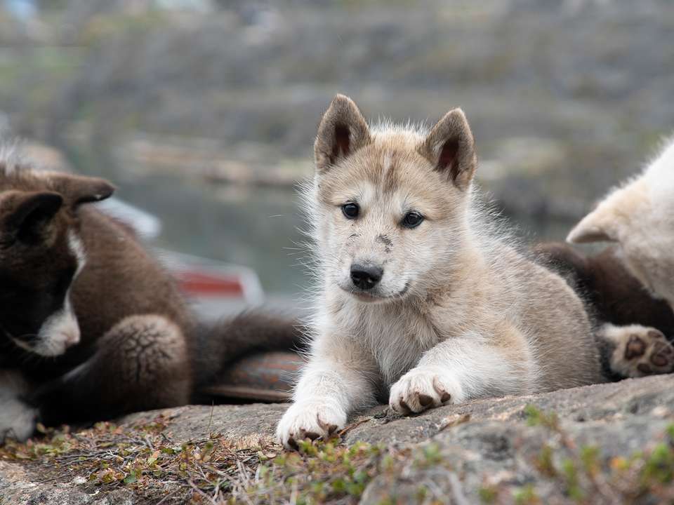 Greenland Encompassed - 12 days - On The Go Tours - Iceland - Image 3