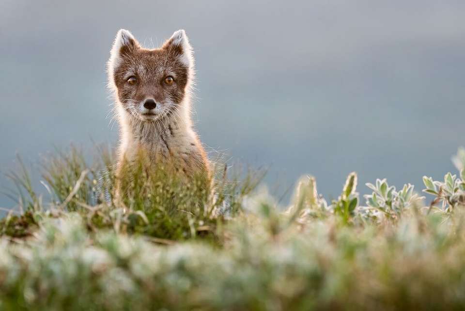 Greenland to Newfoundland: Mountains, Wildlife and Viking History - Intrepid Travel - Iceland - Image 8