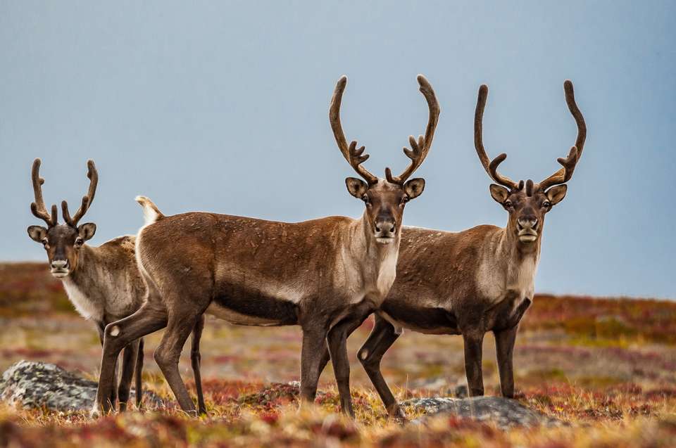 Greenland to Newfoundland: Mountains, Wildlife and Viking History - Exodus Adventure Travels - Iceland - Image 16