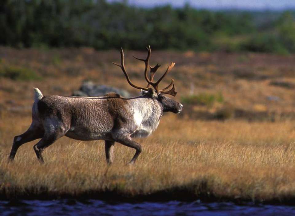Greenland to Newfoundland: Mountains, Wildlife and Viking History - Exodus Adventure Travels - Iceland - Image 6