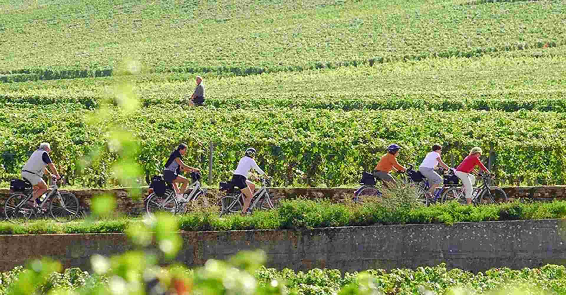 Guided Bike and Wine Tour in Burgundy