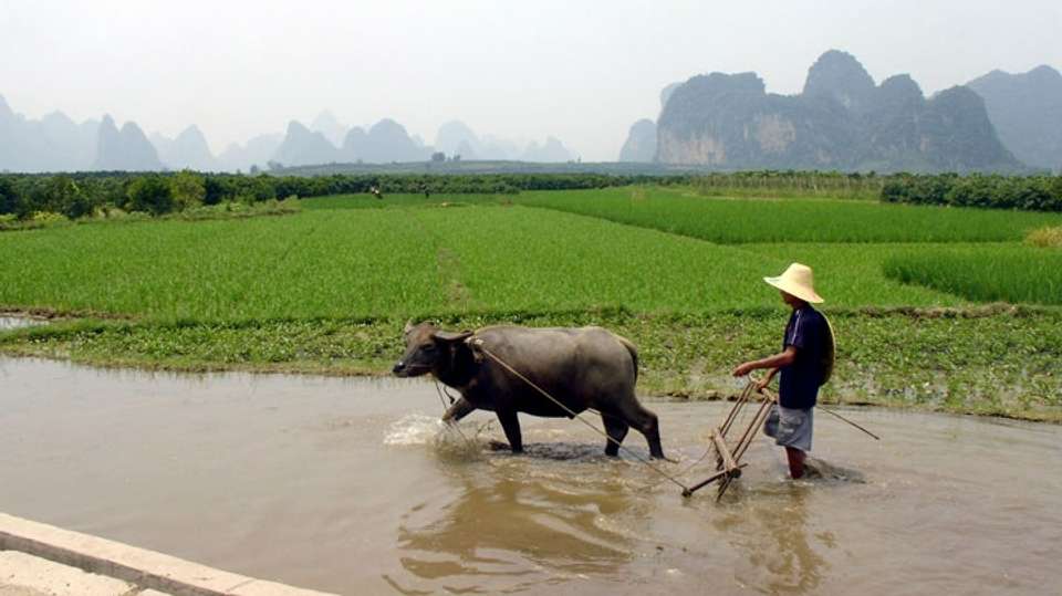 Guilin Li River Cruise and Yangshuo Countryside Day Tour - Travel China Guide - China - Image 3