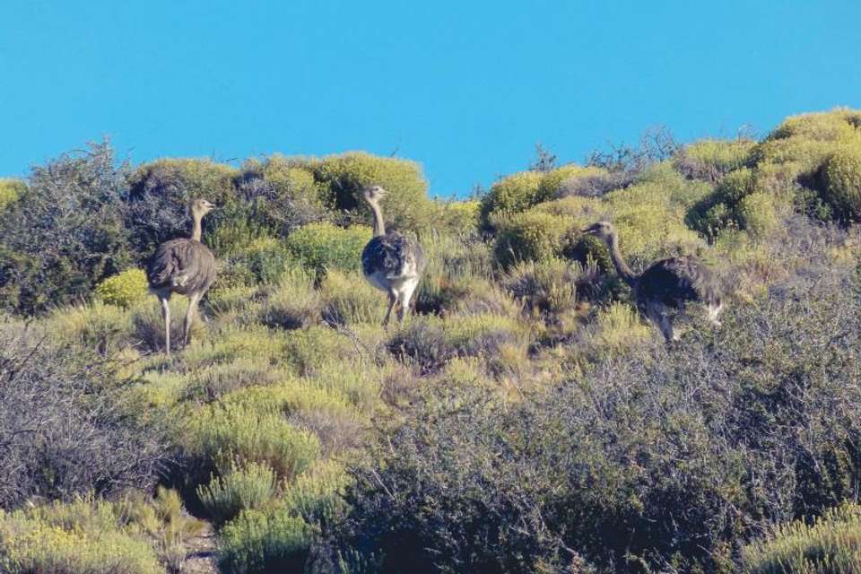 Half Day Horseback Riding Tour - Tangol Tours - Argentina - Image 2