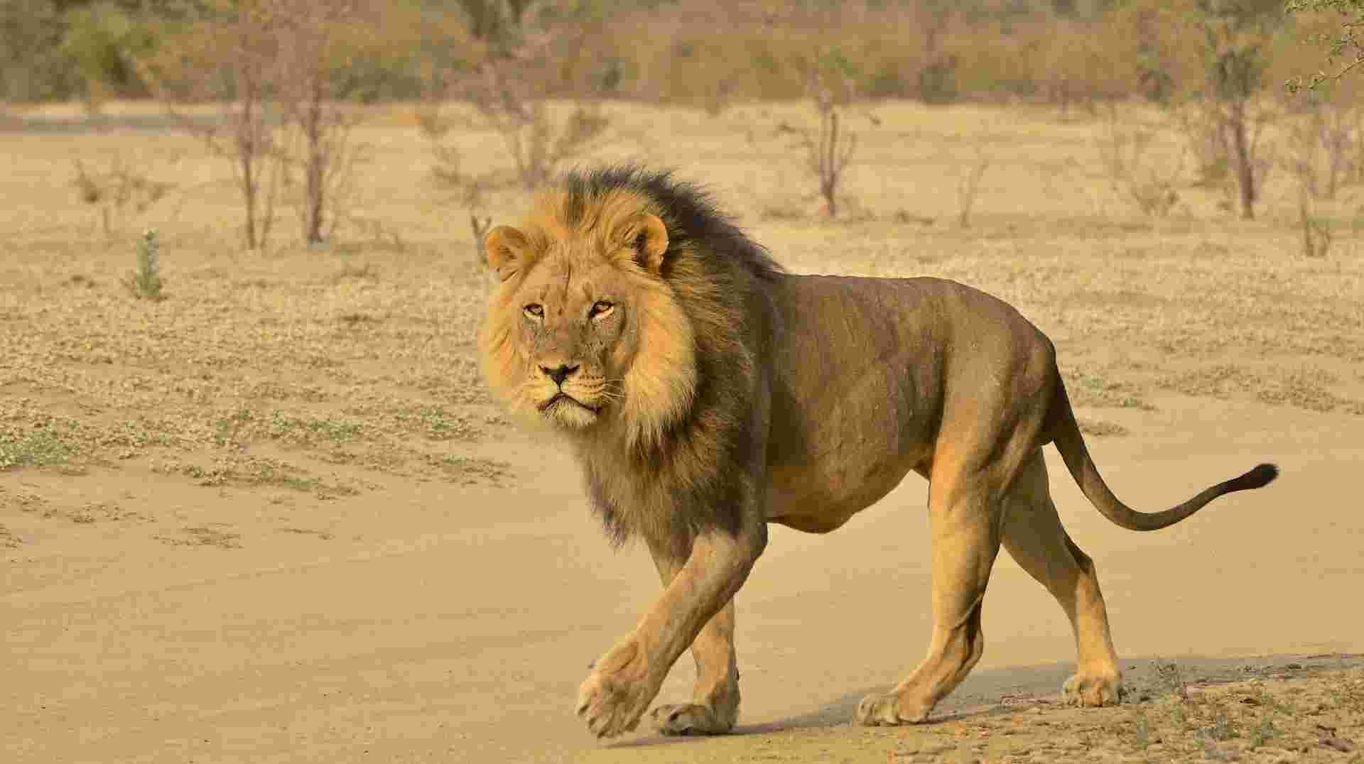 Half-Day Safari Tour 
