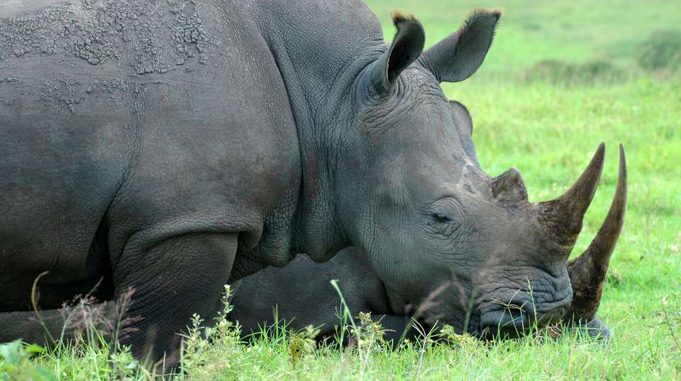 Half-Day Safari Tour  - Zulu Safaris - South Africa - Image 3