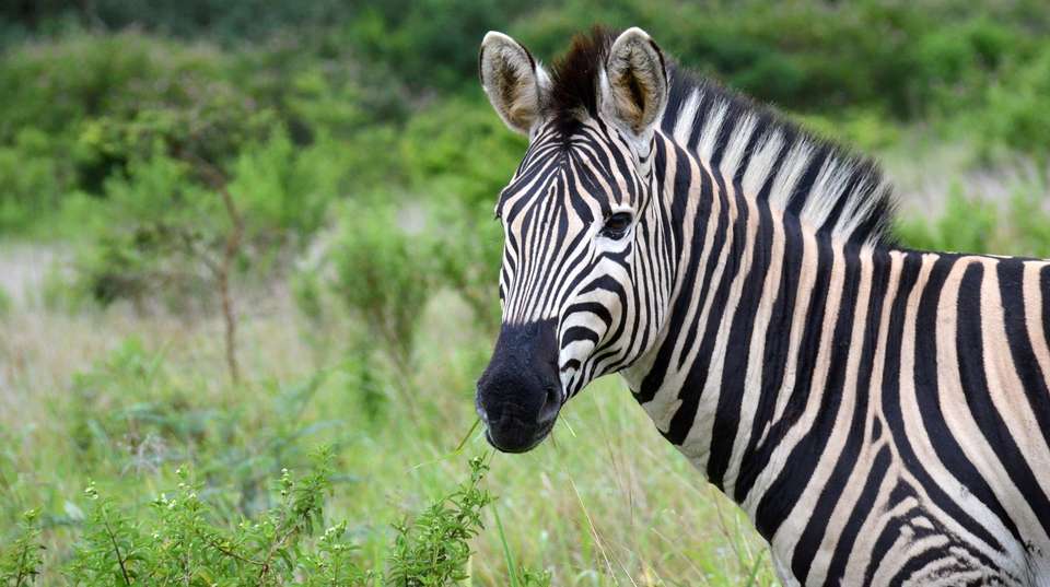 Half-Day Safari Tour  - Zulu Safaris - South Africa - Image 4