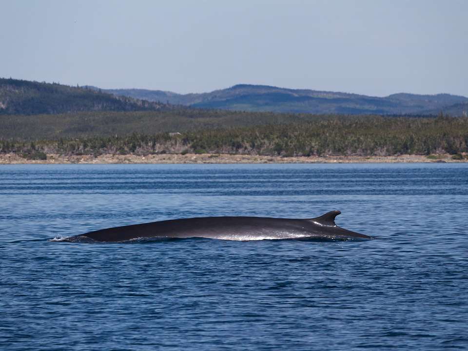 Halifax to St John's - 18 days - On The Go Tours - Canada - Image 7
