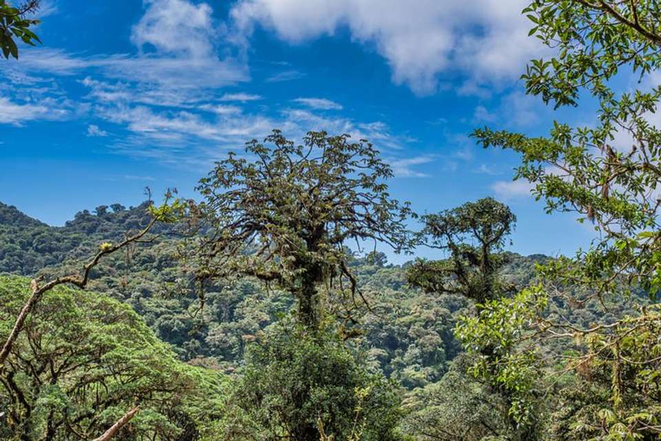 Hanging Bridges And Tour Guide From Monteverde - undefined - Image 5