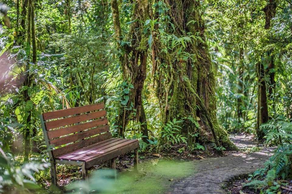 Hanging Bridges And Tour Guide From Monteverde - undefined - Image 7