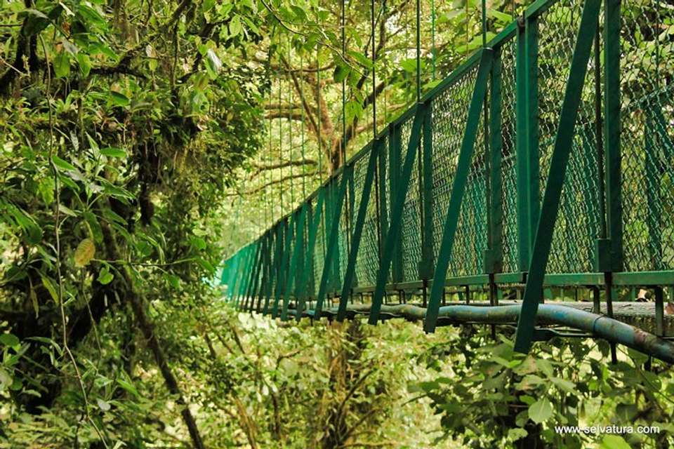 Hanging Bridges And Tour Guide From Monteverde - undefined - Image 8