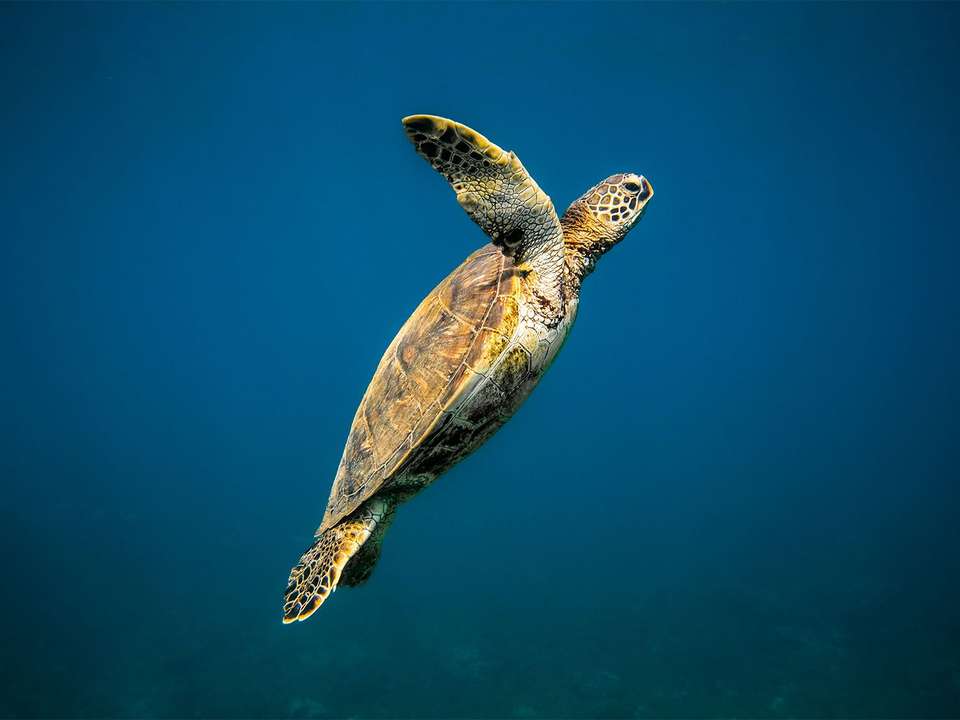 Hawaii Oahu Explorer - 7 days - On The Go Tours - USA - Image 4