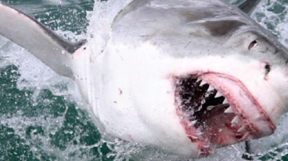 Helicopter Flight & Great White Shark Cage Diving - Cape Town Helicopters - South Africa - Image 3