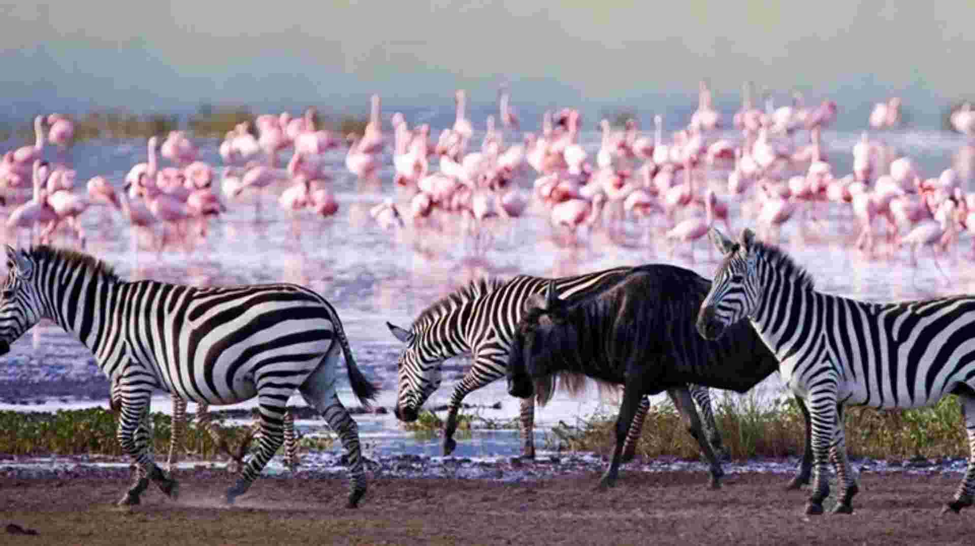 Hell's Gate, Naivasha, Nakuru and Maasai Mara Safari