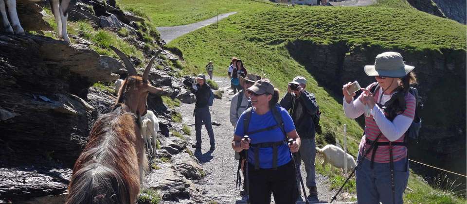 High Trails of the Bernese Oberland Guided Hike - Utracks - Switzerland - Image 9