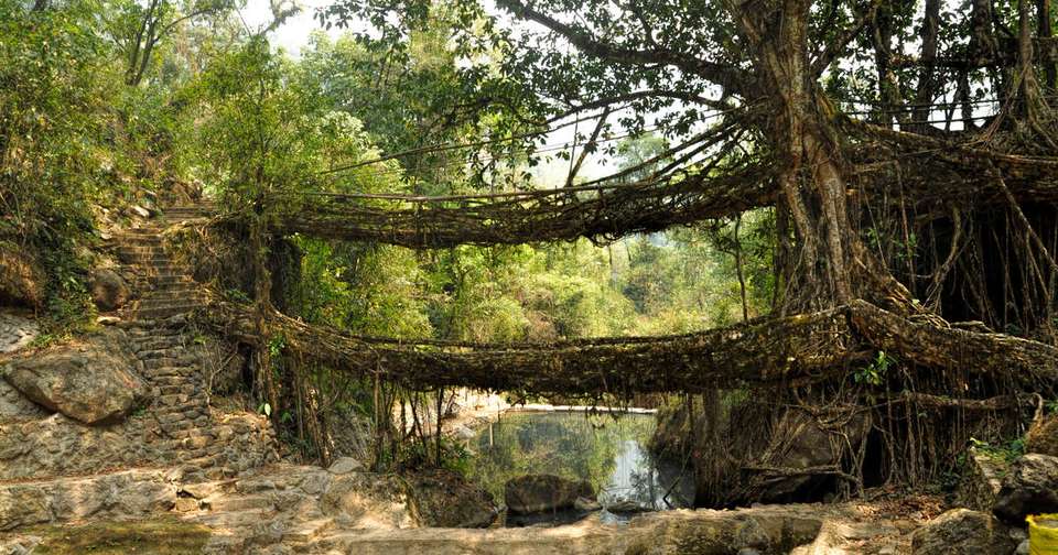 Highlights of Assam and Nagaland - Explore - India - Image 2