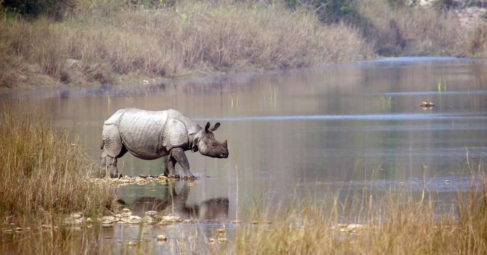 Highlights of Assam and Nagaland - Explore - India - Image 4