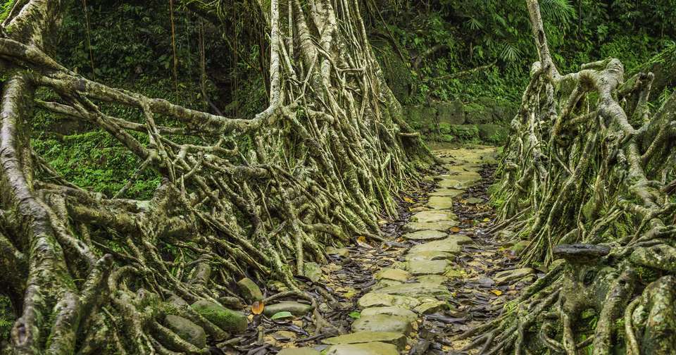 Highlights of Assam and Nagaland - Explore - India - Image 5
