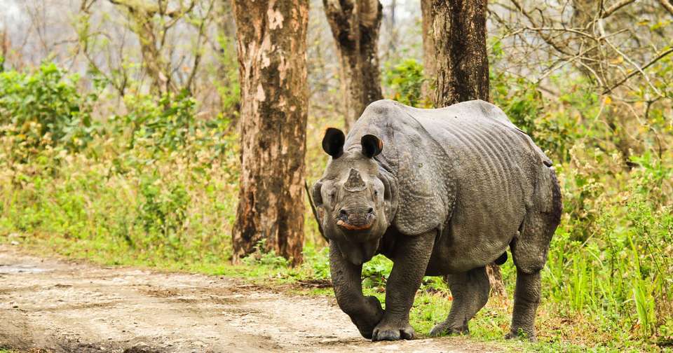 Highlights of Assam and Nagaland - Explore - India - Image 7