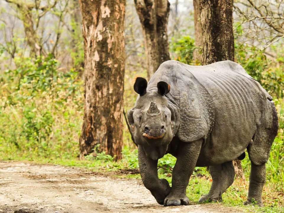 Highlights of Assam and Nagaland - undefined - Image 9