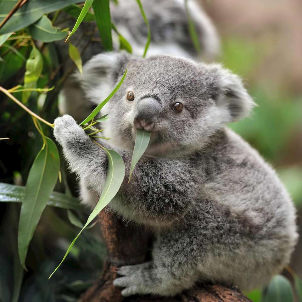 Highlights of Australia and New Zealand - Trafalgar - Australia - Image 5