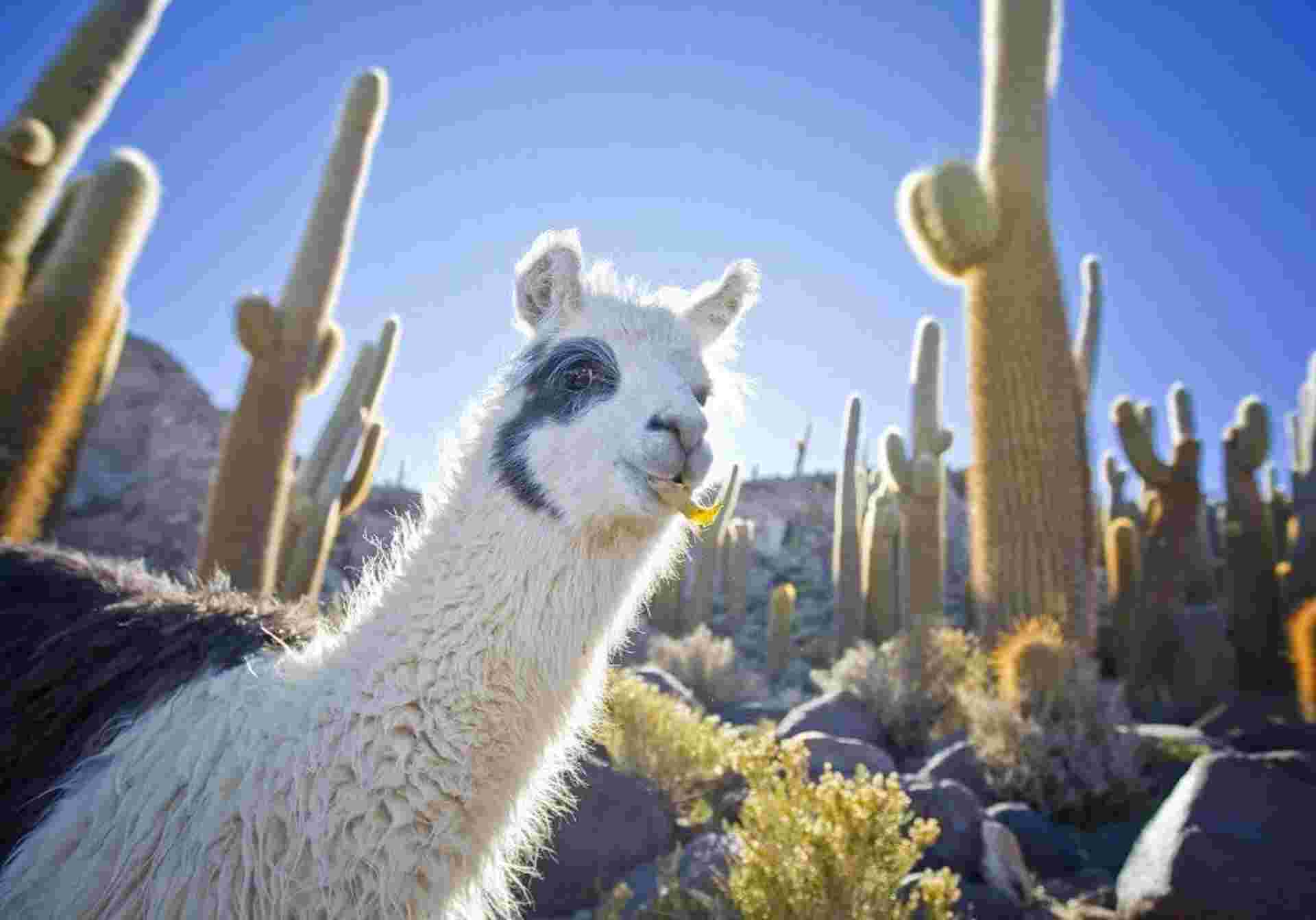 Highlights Of Chile