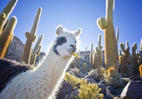 Highlights Of Chile - Fall Tours