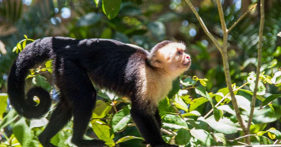 Highlights of Costa Rica - Explore - Costa Rica - Image 12