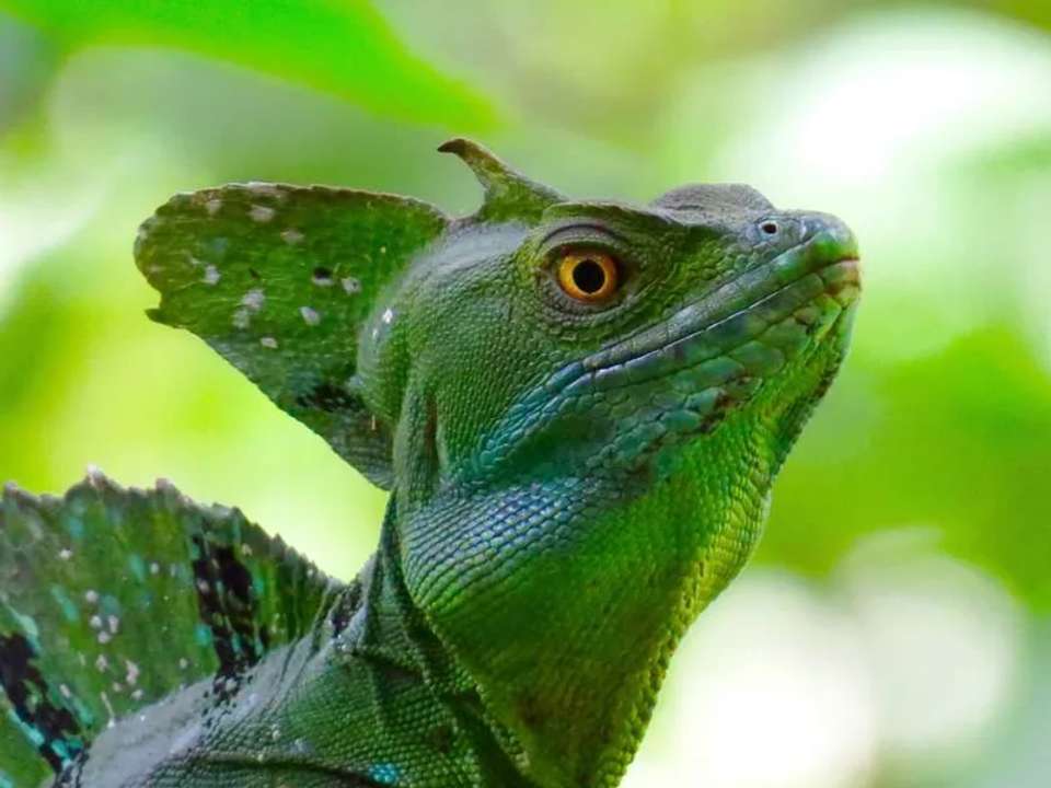 Highlights of Costa Rica - undefined - Image 13