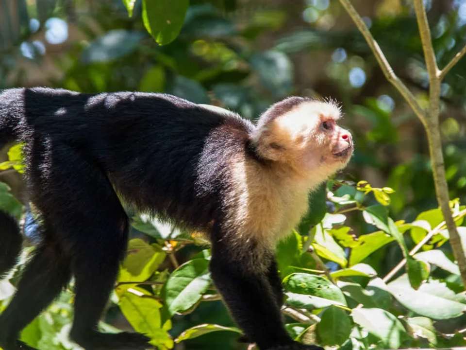 Highlights of Costa Rica - undefined - Image 11